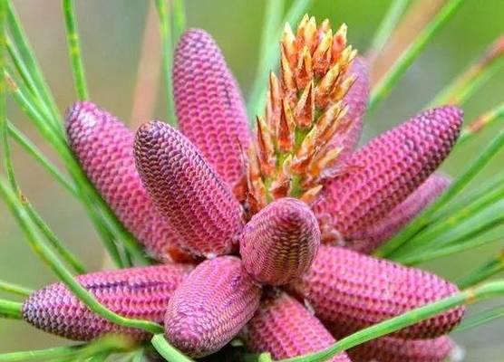 什么季节柏树会开花（探究柏树开花的时间和特点）
