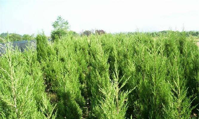 探析柏树的保护现状（柏树）