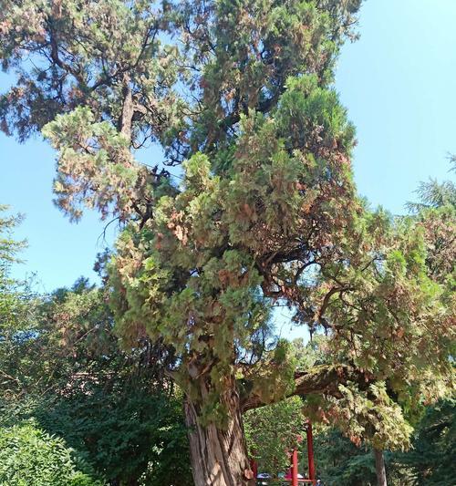 探秘仙女树——白玉兰属植物的奇妙世界（从形态特征到生态习性）