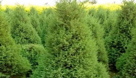 探秘仙女树——白玉兰属植物的奇妙世界（从形态特征到生态习性）