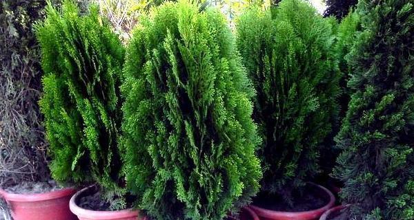探秘仙女树——白玉兰属植物的奇妙世界（从形态特征到生态习性）