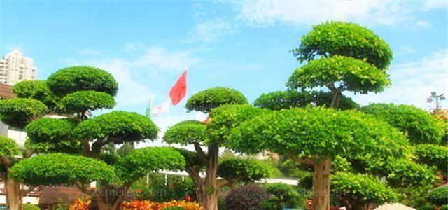 白玉兰是喜阳还是喜阴的植物（解析白玉兰生长的阳性和阴性特征）