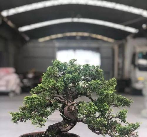 白玉兰是喜阳还是喜阴的植物（解析白玉兰生长的阳性和阴性特征）