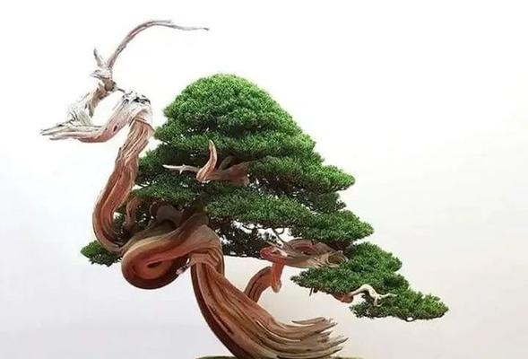 白玉兰是喜阳还是喜阴的植物（解析白玉兰生长的阳性和阴性特征）