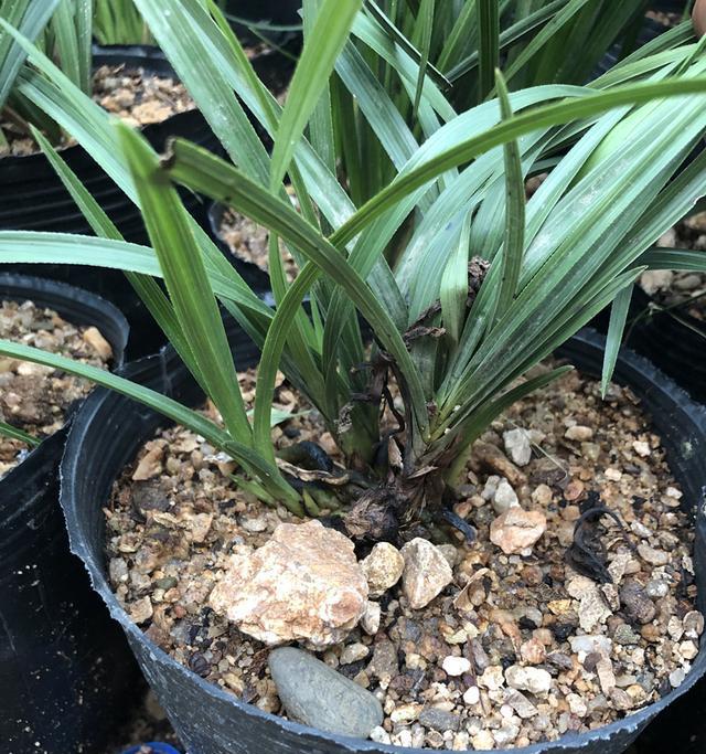 从腐叶土到兰花——探讨在柏树下种植兰花的可行性（以腐叶土为基础的兰花种植）