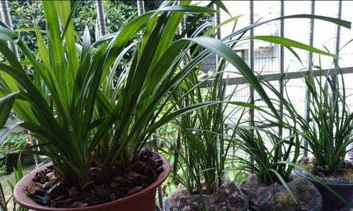 从腐叶土到兰花——探讨在柏树下种植兰花的可行性（以腐叶土为基础的兰花种植）