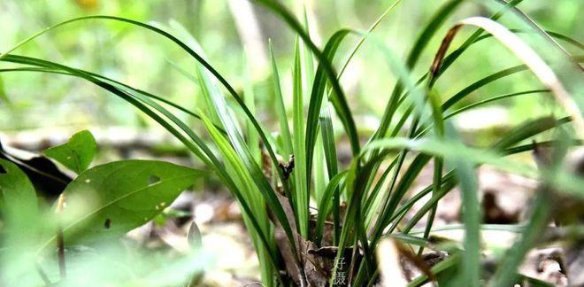 从腐叶土到兰花——探讨在柏树下种植兰花的可行性（以腐叶土为基础的兰花种植）