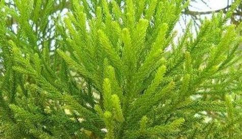 探究柏树品种数量（从分类）