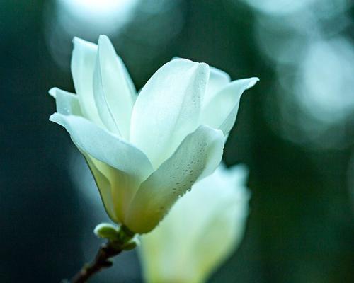 白玉兰的花语与意义（美丽高贵的白玉兰）
