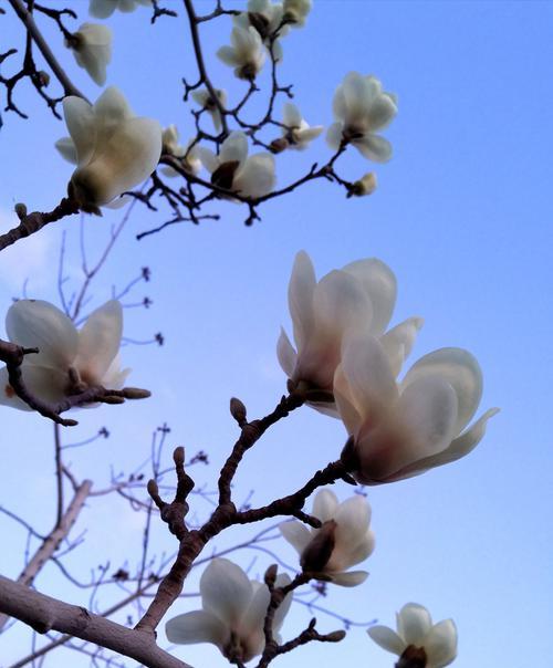 白玉兰的花语与意义（美丽高贵的白玉兰）