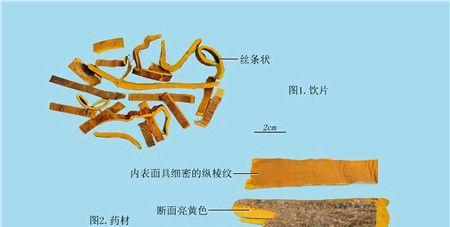 如何繁殖柏树（掌握扦插和播种繁殖方法）