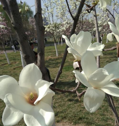 白玉兰花（探寻白玉兰花的花语和寓意）