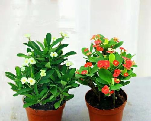 班级花园的打造（为班级选择适合种植的花卉）