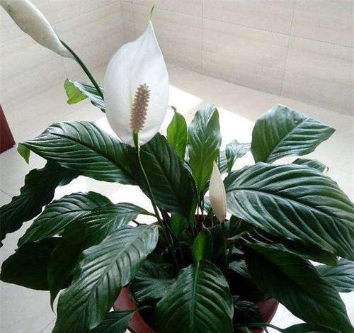 打造花香四溢的班级（适合班级种植的花卉植物推荐）
