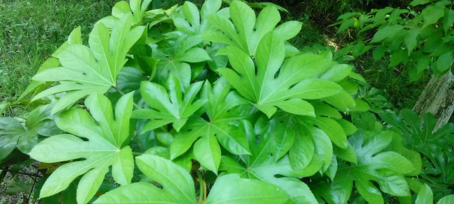 探秘斑斓叶——一种神奇的观赏植物（科学家揭秘斑斓叶的奥秘）
