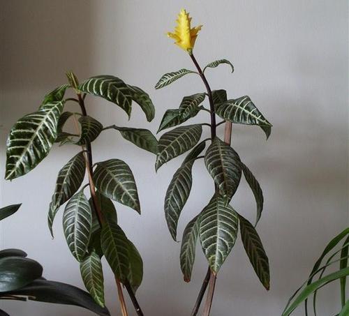 斑马花可以放卧室吗（揭秘斑马花的养护方法与注意事项）