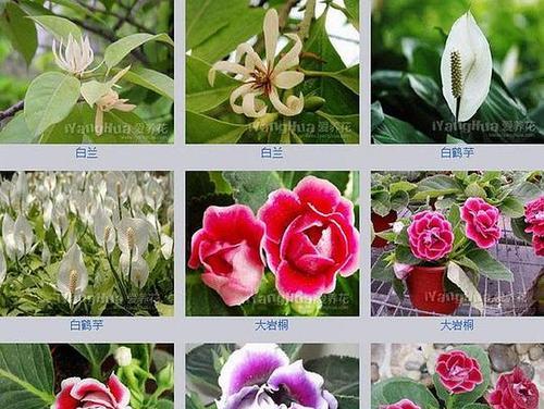 斑马耐心月季：品种特点及养护技巧
