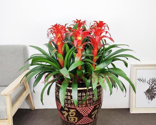 搬家必备之花（让你的新家充满生机）