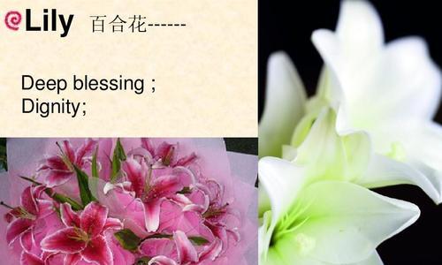 百合花的花语与意义（揭示百合花所代表的情感和美好寓意）