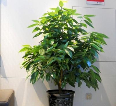 搬迁送什么花最合适（如何用鲜花表达心意）