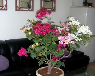 搬迁送什么花最合适（如何用鲜花表达心意）