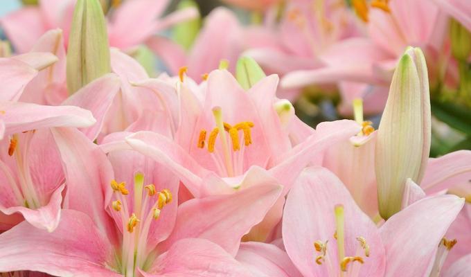 百合花的花语含义（揭示百合花所代表的纯洁和善良）