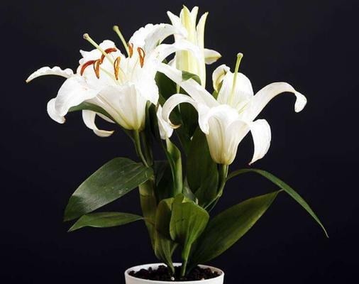 百合花的象征与内涵（百合花的丰富意义及其寓意）