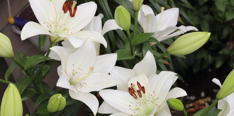 百合花的寓意与象征意义（探寻百合花的精神内涵及其文化象征）