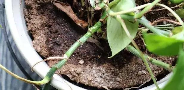 板结土适合种什么植物（选择适应性强的植物种类）