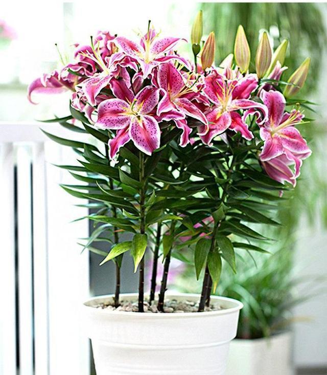 百合花的含义及象征意义（美丽的百合花传递着无尽的爱与希望）