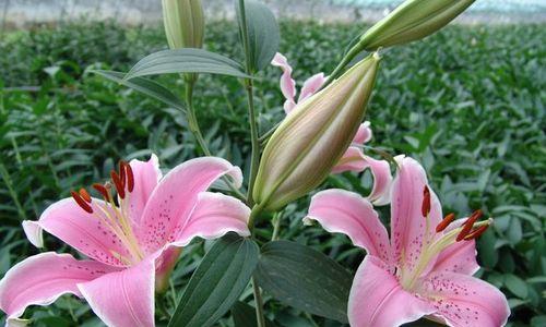 百合花（百合花的含义及象征）