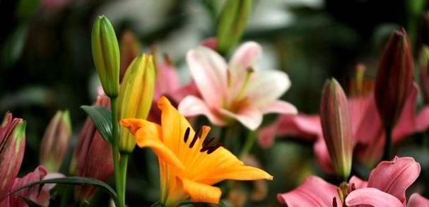百合花（百合花的含义及象征）
