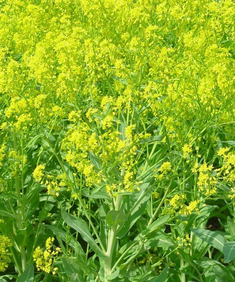 揭秘板蓝根的产地（从历史到现实）