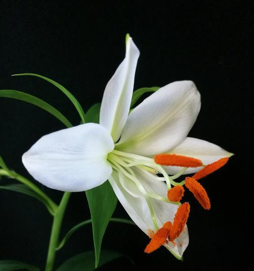 百合花的特点和象征（探秘百合花的美丽与寓意）