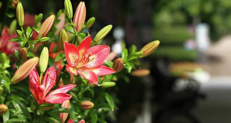 百合花的特点和象征（探秘百合花的美丽与寓意）