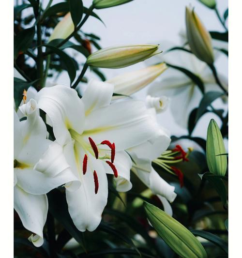 百合花的特点和象征（探秘百合花的美丽与寓意）