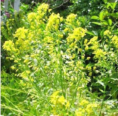 板蓝根种植全攻略（最佳种植时机和适宜气候条件）