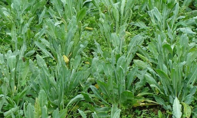 板蓝根种植全攻略（最佳种植时机和适宜气候条件）