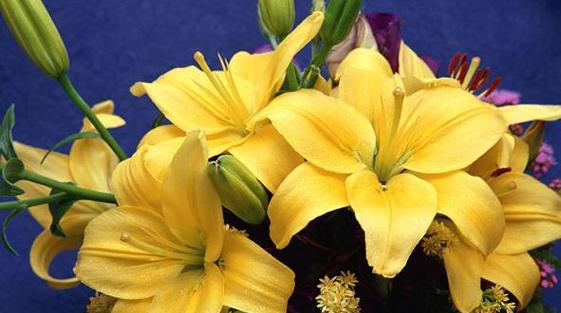 百合花的象征意义及文化传承（探寻百合花的美丽与意义）