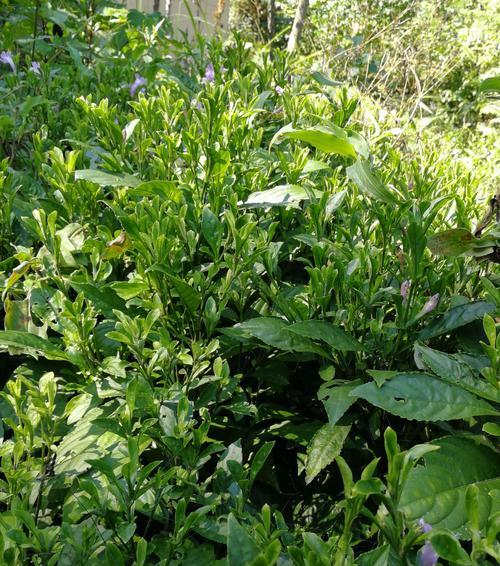板蓝根种植全攻略（最佳种植时机和适宜气候条件）