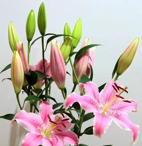 百合花的寓意与象征——美丽与纯洁（揭秘百合花的神秘面纱）