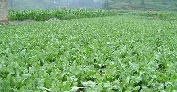 板蓝根的最佳播种时间（影响板蓝根播种的因素及注意事项）