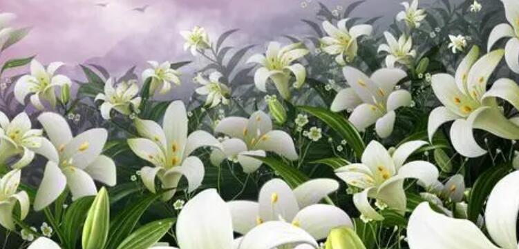 百合花的花语和寓意（传递爱与纯洁的百合花）