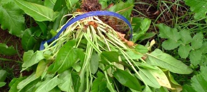 板蓝根——抗病毒圣品（植物的根）