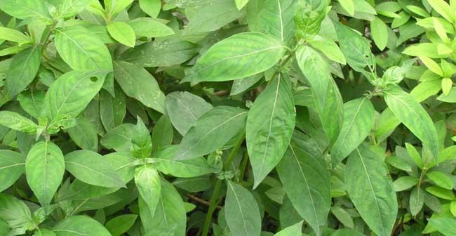板蓝根——抗病毒圣品（植物的根）
