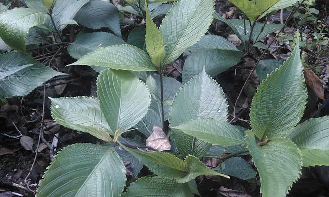 板蓝根——抗病毒圣品（植物的根）