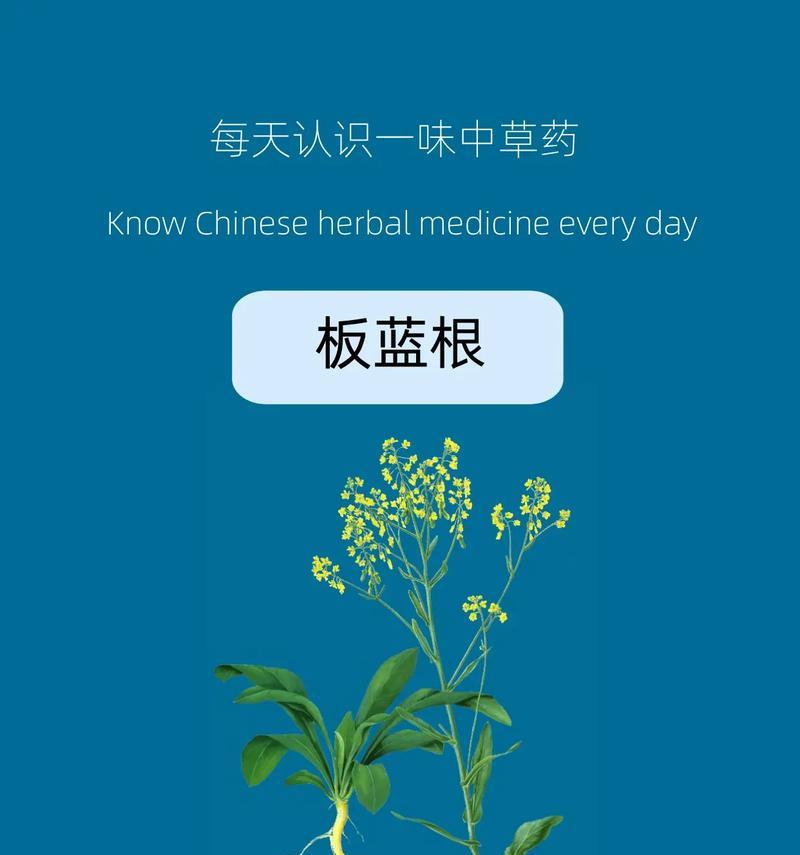 板蓝根的适宜种植地区与栽培要点（了解板蓝根）