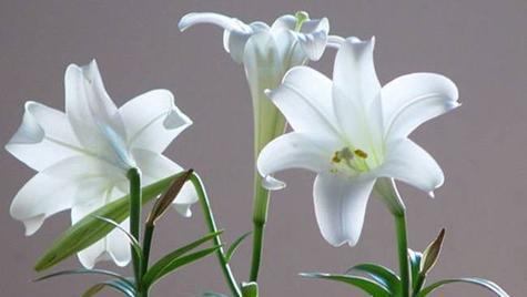 百合花的象征意义及寓意解析（百合花与纯洁）