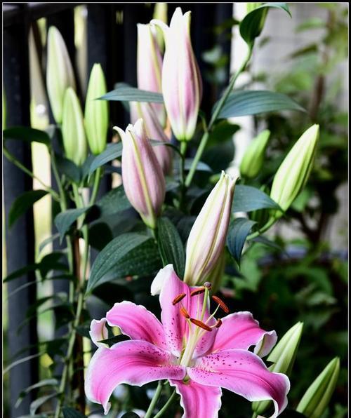 百合花的含义与象征（揭示百合花的各种象征及文化内涵）
