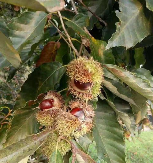 板栗几年结果实的秘密剖析（探究板栗成熟期的因素及其对果实结果的影响）